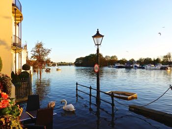 Swans swimming in river by street light against clear sky