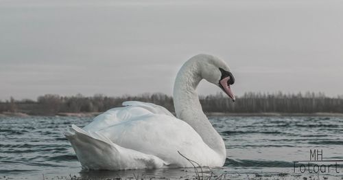 Swan floating on lake