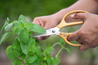 Close-up of hand holding leaves