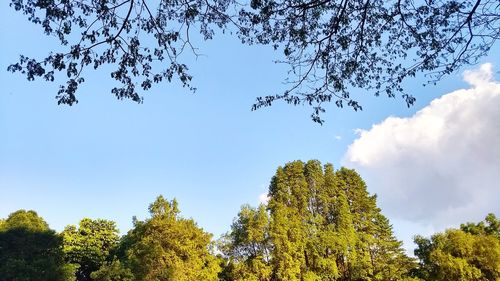Low angle view of trees in forest against sky