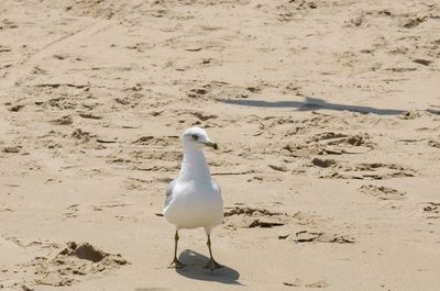 Seagull perching on sand at beach