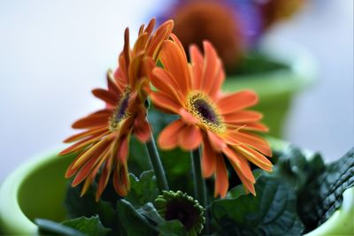 Close-up of orange flowering plant