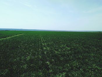 Scenic view of field against clear sky