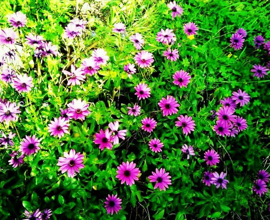 CLOSE-UP OF PINK FLOWERS BLOOMING IN PARK