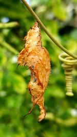 Close-up of insect on leaf