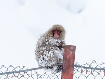 Monkey on snow covered fence during winter
