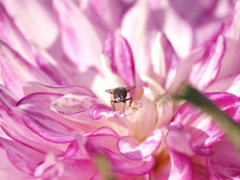 Close-up of bee pollinating on white flower