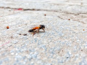 Close-up of insect