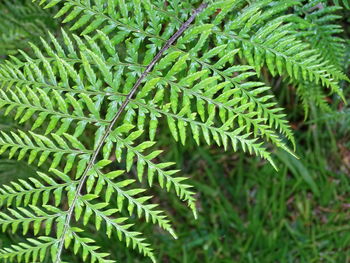 Close-up of fern leaves