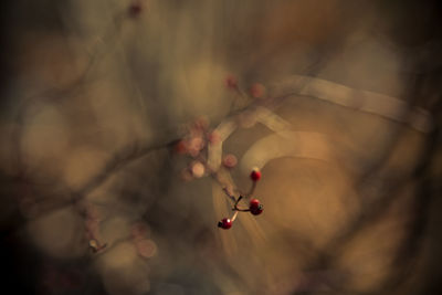 Close-up of berries growing on plant