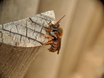 Close-up of insect on wood