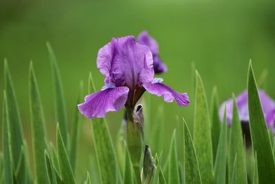 Close-up of purple iris flower blooming on field