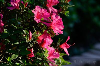 Close-up of pink bougainvillea blooming outdoors