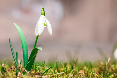 Close up of a fresh galanthus snowdrop with lots of copy space on the right side.