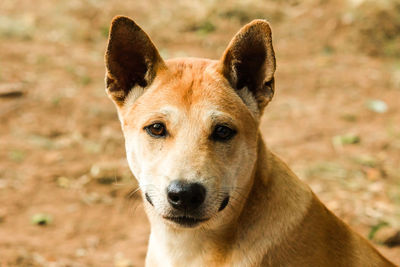 Close-up of dog