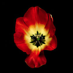 Close-up of red flower
