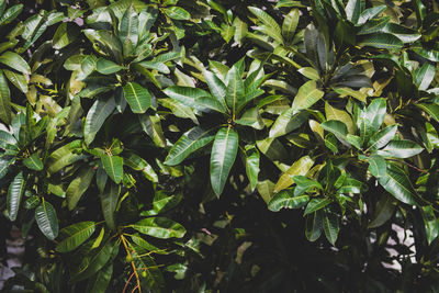 Close-up of fresh green plant