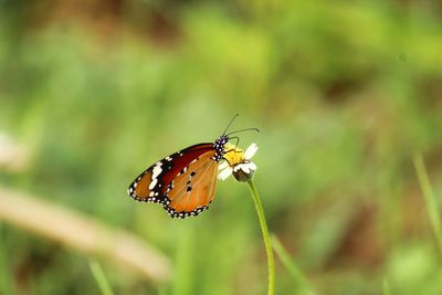 Close-up of butterfly pollinating flower