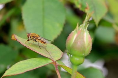 Close-up of insect on plant