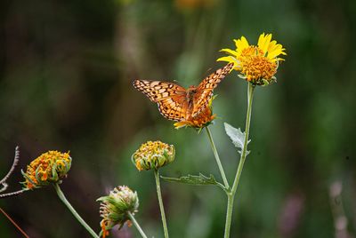 Close-up of butterfly pollinating on flower