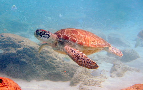 Close-up of turtle swimming in sea