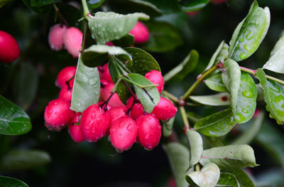 Close-up of wet red berries growing on plant