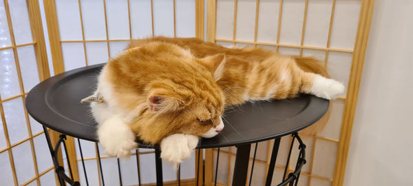 High angle view of a cat in cage