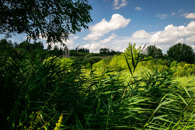 Plants growing on field against sky