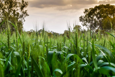 Close-up of wheat field against sky