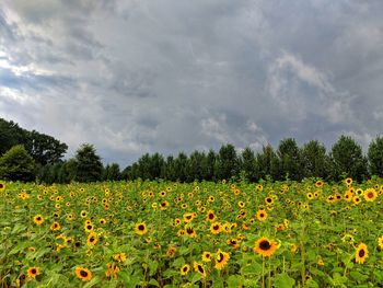 Scenic view of sunflower field against cloudy sky