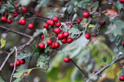 Close-up of berries growing on tree