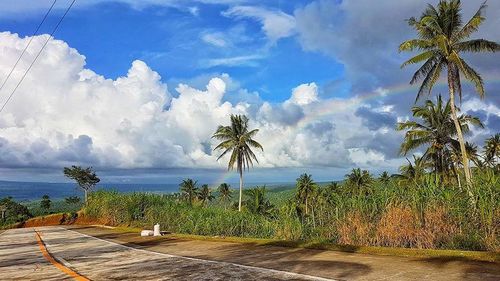 Panoramic view of palm trees against cloudy sky