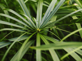 Close-up of fresh green plant on field