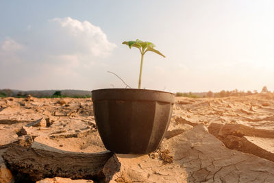 Close-up of potted plant on land against sky