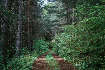 View of trees in forest