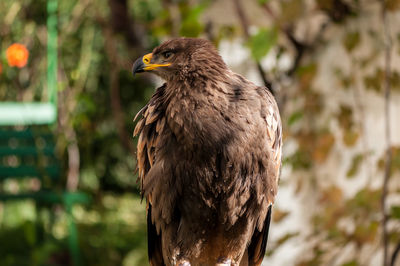 Close-up of eagle perching on tree