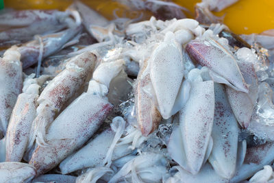 High angle view of fish