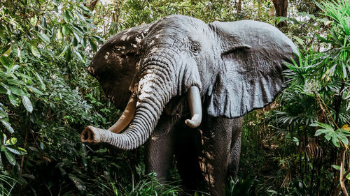 Elephant in forest