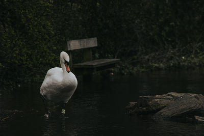 Swan walking in a flooded city puddle