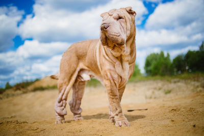 View of a dog on field against sky