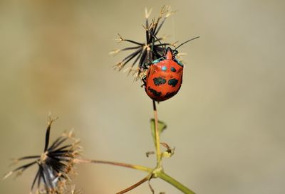 Close-up of ladybug on plant