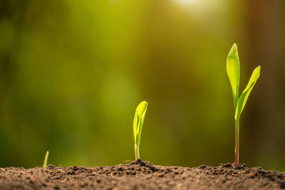 Farmer's hand planting seeds of corn tree in soil. agriculture, growing or environment concept