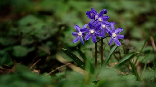 Close-up of purple flowering plant