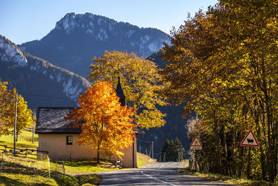 View of trees against clear sky