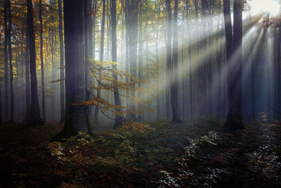 Trees in forest