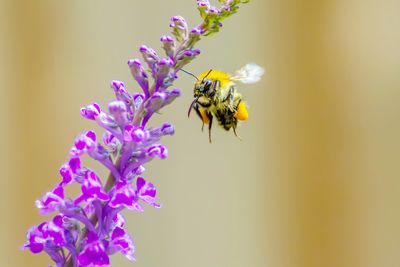 Close-up of bee pollinating on purple flower