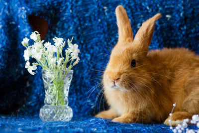 Cute fluffy ginger rabbit on a blue background with a bouquet of flowers