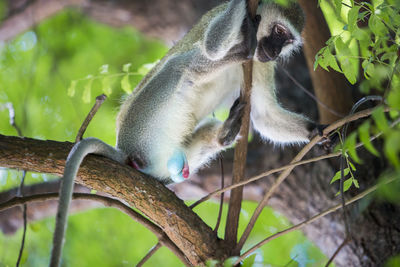 Low angle view of monkey on tree