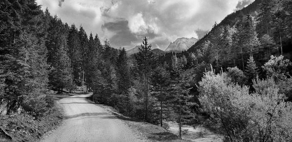 Panoramic shot of road amidst trees against sky
