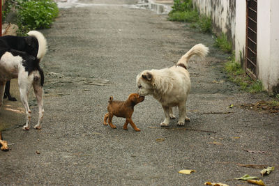 Dogs standing on road